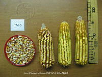TampJVG10 Zea mays.jpg