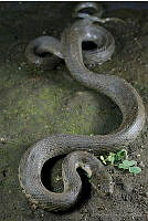 VHL0520 Thamnophis melanogaster.jpg