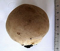 CBA0217 Lycoperdon excipuliforme.JPG