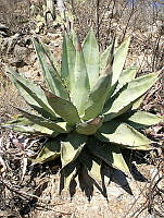 AJGM0342 Agave titanota.JPG