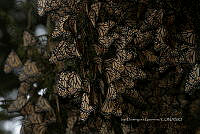 IDG1855 Danaus plexippus.jpg