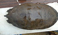NE017 183 Dermatemys mawii.jpg