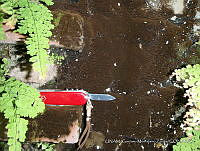 KT018 0027 Brasilonema roberti-lamii.jpg