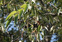 3R 00804 Prunus virginiana.tif