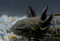 IMDOC2241 Ambystoma andersoni.jpg