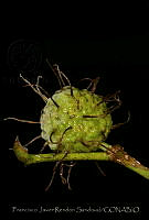 FJRS0171 Maclura tinctoria.jpg
