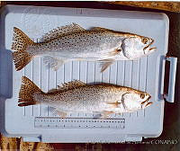 JMHS0010 Cynoscion nebulosus.jpg