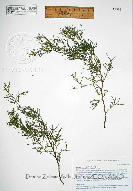 DZAJ1236%20Juniperus%20scopulorum.JPG.rietjoL0MZXZU3dhQA3g0JtbmFja29CbnFuZ3NAbXJ6LGtwZwA.w0kLtR01 V