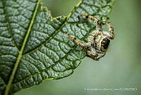 FMSC001 Paraphidippus aurantius.jpg