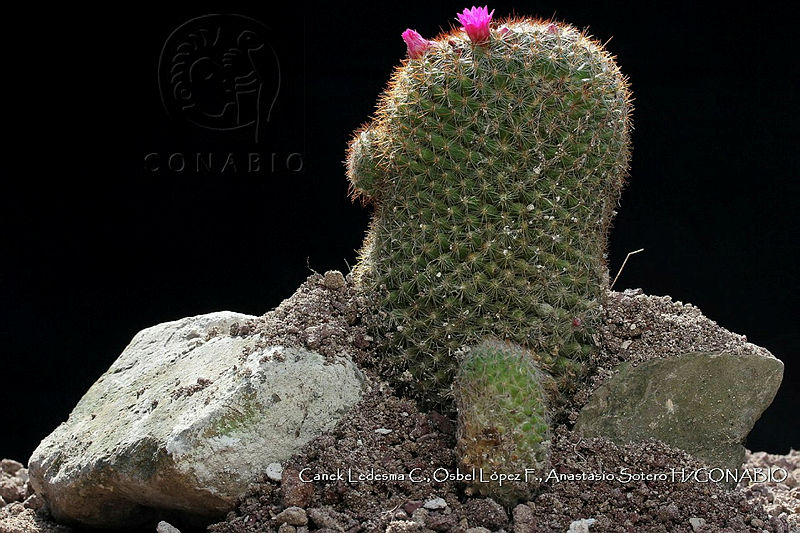 Atleq%200465%20Mammillaria%20wiesingeri.jpg.nyeL2 b1MUl5lUVjQA3g0JtbmFja29CbnFuZ3NAbXJ6LGtwZwA.ec05TUpmaY