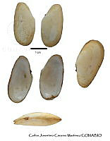 KT014 0301 Macoploma elytrum.JPG