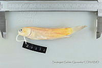 SGQ1150 Opistognathus aurifrons.jpg