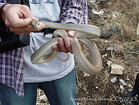 AMA0112 Masticophis mentovarius.jpg