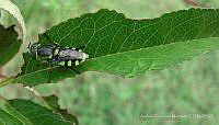 AFM01 Diptera.jpg