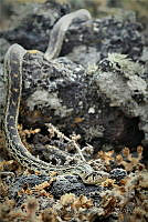 JALA04 Pituophis vertebralis.jpg
