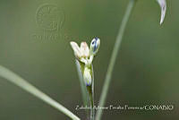 ZAPF0525 Commelinaceae.jpg
