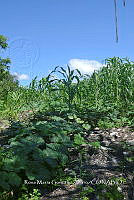 SG019 0261 Cucurbita argyrosperma sbs argyrosperma.jpg