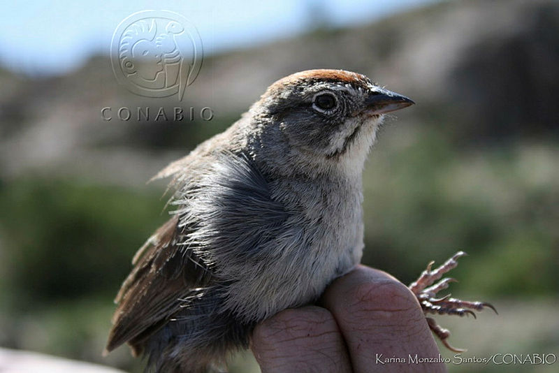 KMS0002%20Aimophila%20ruficeps.jpg.jiflxIz0MWk  zNhQA3g0JtbmFja29CbnFuZ3NAbXJ6LGtwZwA.F0kUqXnk v