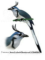 FJFB 0002 Calocitta formosa.jpg