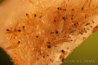 OIEA0023 Cactoblastis cactorum.jpg