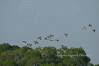 HJ6- 1115- Aythya affinis.jpg
