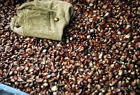 DK1280 Zea mays.jpg
