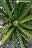 IMDOC 4772 Agave karwinskii.jpg