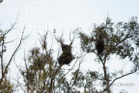 PRB0116 Eucalyptus camaldulensis.jpg