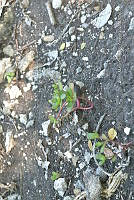 SG019 0308 Portulaca oleracea.jpg