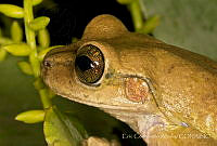 ECA0189 Charadrahyla taeniopus.jpg