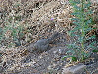 CGL1464 Melozone fusca.jpg