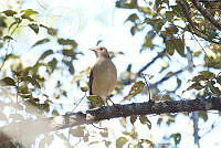 LEMH113 Turdus grayi.JPG