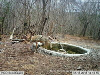 MAGB 0036 Canis latrans.JPG
