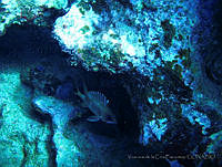 VDLCF0908 Holocentrus rufus.jpg
