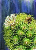 AR0005 Mammillaria elongata.jpg