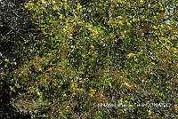 JF078 0420 Haematoxylum campechi.jpg