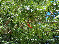 JF092 1314 Cojoba arborea.jpg