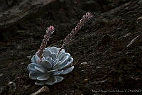 MASM01375 Echeveria laui.jpg