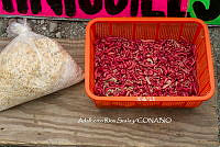 ARS00708 Comadia redtenbacheri.jpg