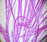 LQY0031 Dichothrix utahensis.jpg