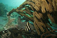 IDG1489 Pomacanthus paru.jpg