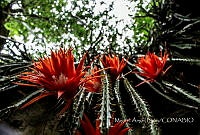 MAL001 Echinopsis sp..jpg