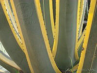 CGL0027 Agave americana.jpg