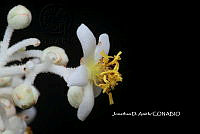 ME010 JA 00647 Saurauia.JPG