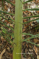 ME010 KV 00788 Acrocomia aculeata (Jacq.) Lodd. ex Mart., 1845.JPG