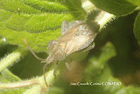 JCC0085 Piezogaster indecorus.JPG