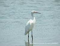 MAGB 0013 Egretta thula.JPG