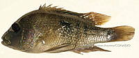 HE009 P 0080 Mojarra de Cuatro Ciénegas.JPG