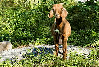 VS01 Capra hircus.jpg