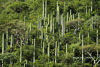 3R 00733 Cephalocereus mezcalaensis.tif